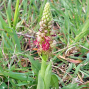 Click to enlarge Aceras anthropophorum