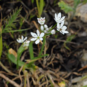 Click to enlarge Allium subhirsutum