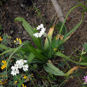 Click to enlarge Allium trifoliatum