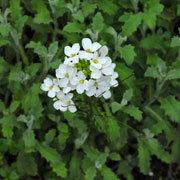 Click to enlarge Arabis caucasica
