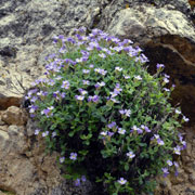 Click to enlarge Aubrieta columnae ssp italica