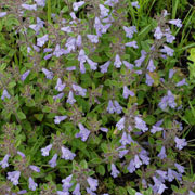 Click to enlarge Calamintha acinos