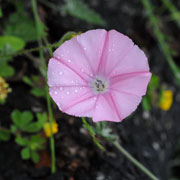 Click to enlarge Convolvulus althaeoides