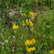 Click to enlarge Coronilla emerus ssp emeroides