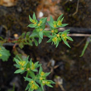 Click to enlarge Euphorbia exigua