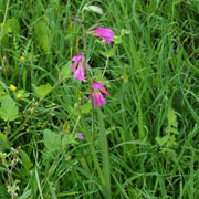 Click to enlarge Gladiolus italicus