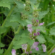 Click to enlarge Lamium garganicum