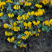 Click to enlarge Lotus cystoides