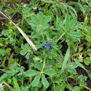Click to enlarge Lupinus micranthus