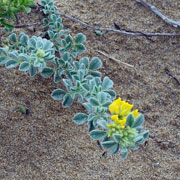 Click to enlarge Medicago marina