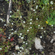 Click to enlarge Minuartia sp