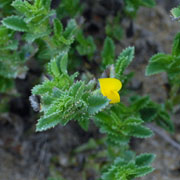 Click to enlarge Ononis variegata