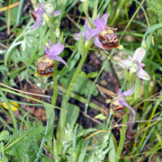 Ophrys apulicus