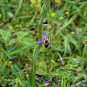Click to enlarge Ophrys bremifera