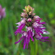 Click to enlarge Orchis anthropophorum x Orchis italica