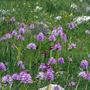 Click to enlarge Orchids en masse