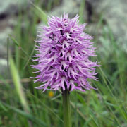 Click to enlarge Orchis italica