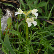 Orchis papillionacea white