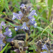Click to enlarge Orobanche ramosa