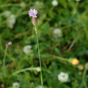 Click to enlarge Petrorhagia velutina