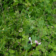 Click to enlarge Pisum sativum