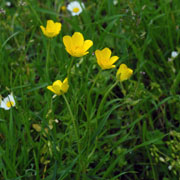 Click to enlarge Ranunculus garganicus