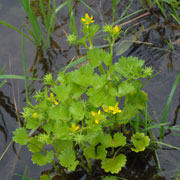 Click to enlarge Ranunculus muricatus