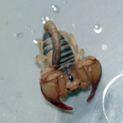 Small scorpion