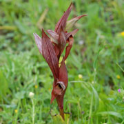 Click to enlarge Serapias vomeracea