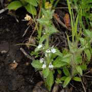 Click to enlarge Sideritis romana