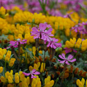 Click to enlarge Silene colorata
