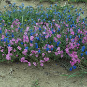 Click to enlarge Silene colorata and Alkanna lehmanii