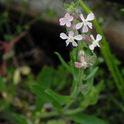 Click to enlarge Silene gallica