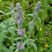 Click to enlarge Stachys cretica