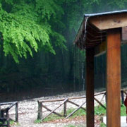 Click to enlarge Deluge in the Forest