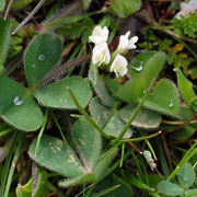 Trifolium subterraneum