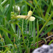 Vicia hybrida