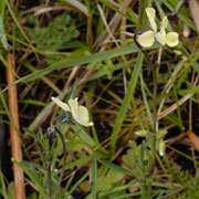 Viola heterophylla ssp graeca