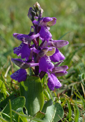 Orchis morio Great Orme