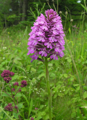 Anacamptis pyramidalis