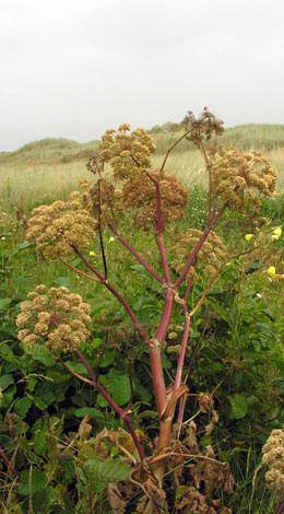 Angelica archangelica whole in fruit