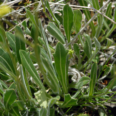 Biscutella laevigata leaves