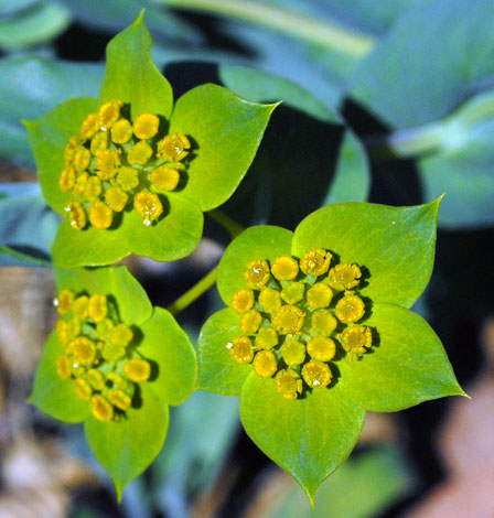 Bupleurum lancifolium flowers