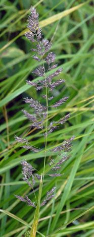 Calamagrostis epigejos flower
