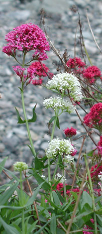 Centranthus ruber all colours