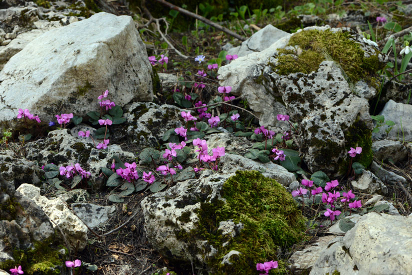 Cyclamen alpinum natural habitat