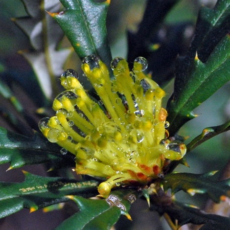 Banksia squarrosa close