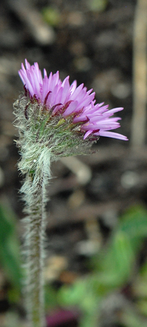 Erigeron uniflorus side view of flower