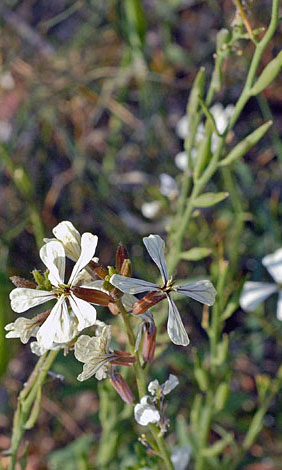 Eruca vesicaria ssp vesicaria close