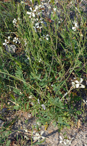 Eruca vesicaria ssp vesicaria whole